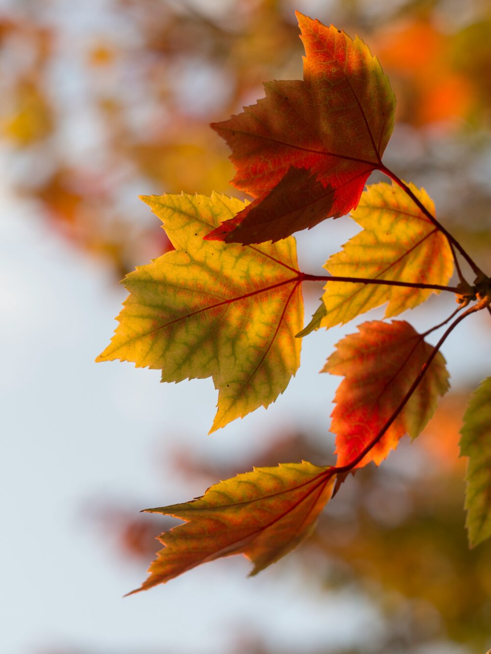 紅葉した木の葉